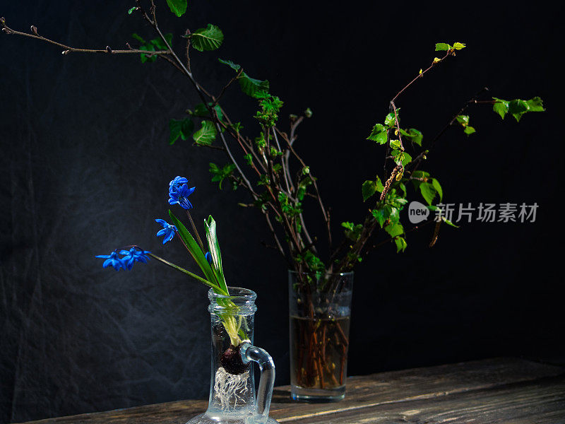 黑色的仍然有蓝色的花(scilla siberica)